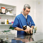 Veterinario